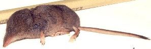 Shrew